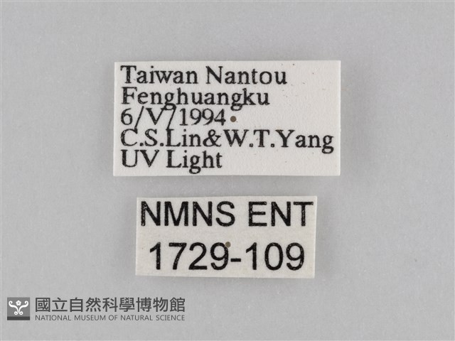 褐翅蔭眼蝶藏品圖，第3張