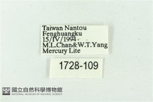 臺雪苔蛾藏品圖，第3張