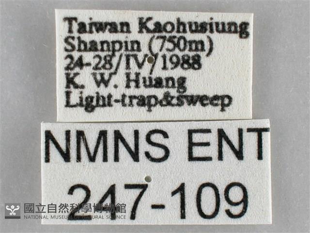 扁刺蛾藏品圖，第3張
