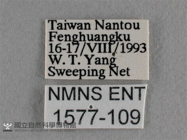 散紋盛蛺蝶藏品圖，第3張