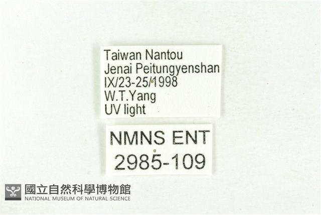 樹形尺蛾藏品圖，第3張