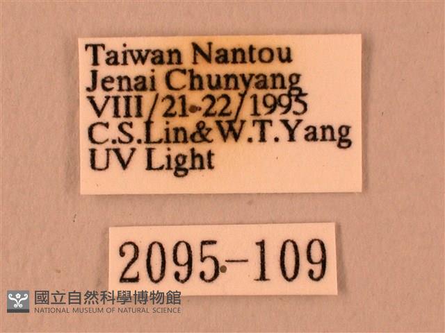 白星天蛾藏品圖，第3張