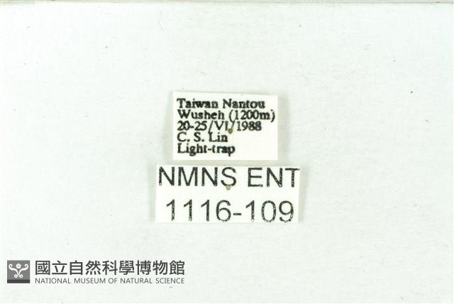 赭新污燈蛾藏品圖，第3張