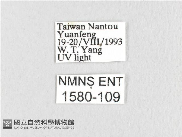 臺灣鋸紋枯葉蛾藏品圖，第3張