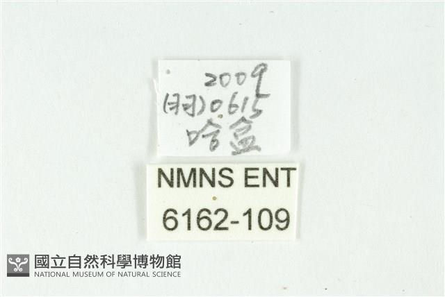 藍丸灰蝶藏品圖，第3張
