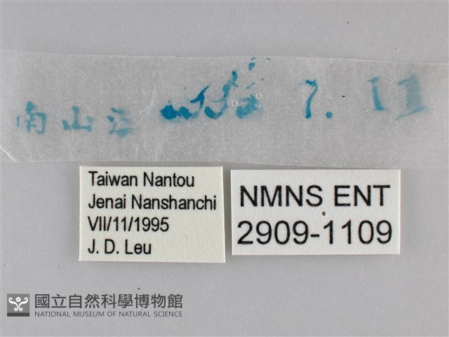 小雙尾蛺蝶藏品圖，第3張