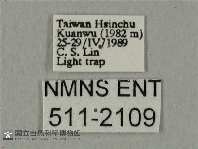 全緣缺角天蛾藏品圖，第3張