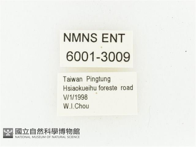 巴蘭陷紋金龜藏品圖，第2張