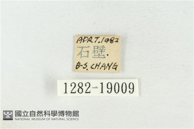 印華波紋蛾藏品圖，第3張