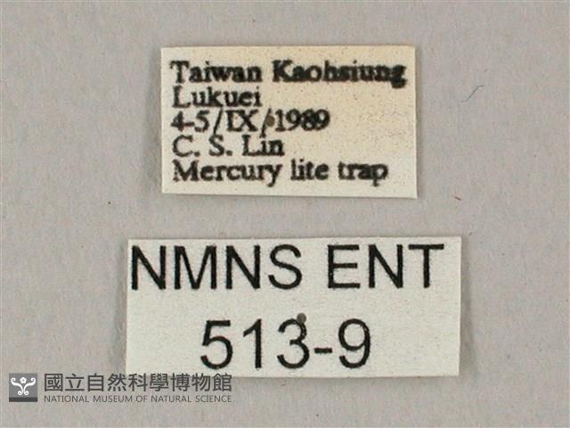 白點天蛾 藏品圖，第3張