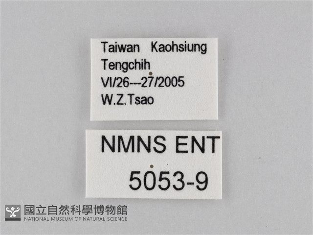 密紋波眼蝶藏品圖，第3張