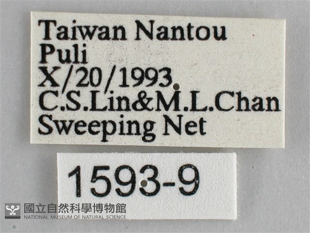 藍紋鋸眼蝶藏品圖，第3張