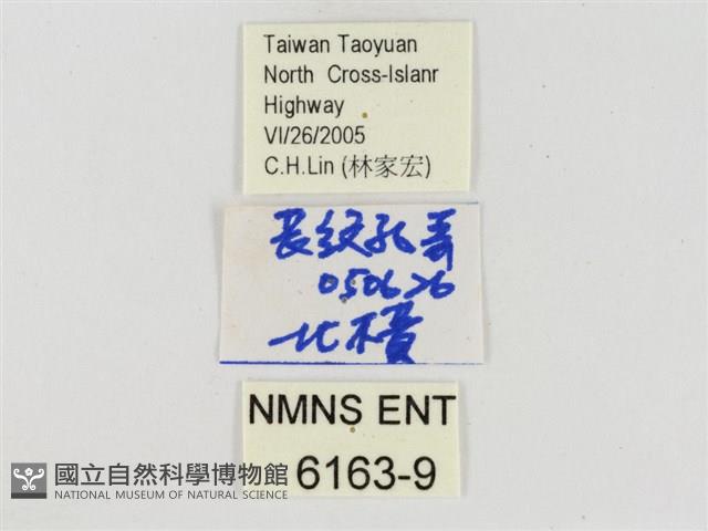 長紋禪弄蝶藏品圖，第3張