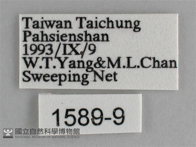 細帶環蛺蝶藏品圖，第3張