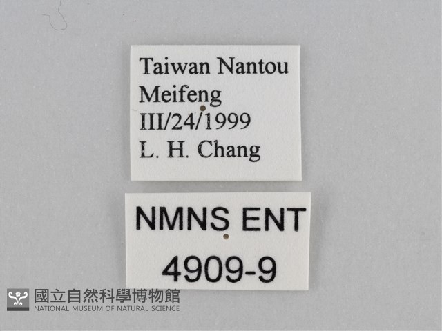 紫帶眉眼蝶藏品圖，第3張