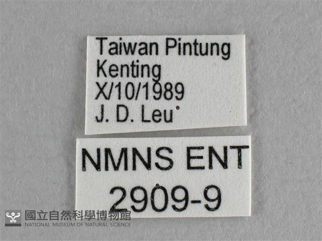 異色尖粉蝶藏品圖，第3張