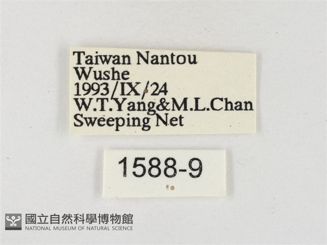 星黃蝶藏品圖，第3張