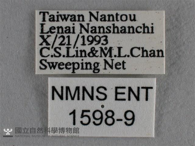 紫日灰蝶藏品圖，第3張