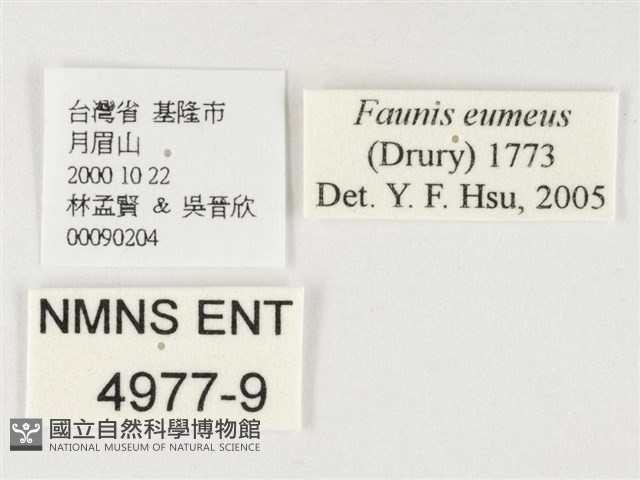 串珠環蝶藏品圖，第3張