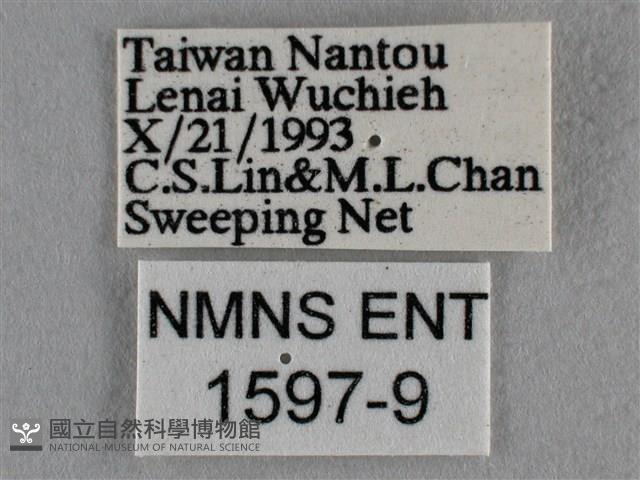 黑星灰蝶藏品圖，第3張