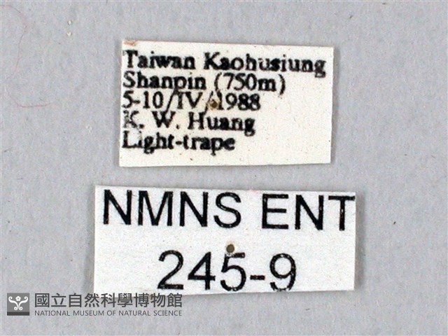 鬼臉天蛾藏品圖，第3張