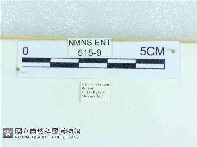 粉蝶燈蛾藏品圖，第3張