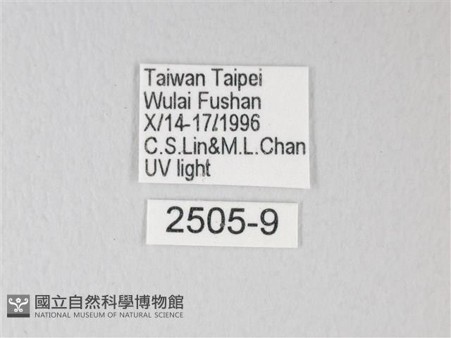 臺灣卵翅蛾藏品圖，第3張
