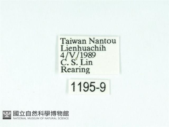 黃肩奇蛾藏品圖，第3張