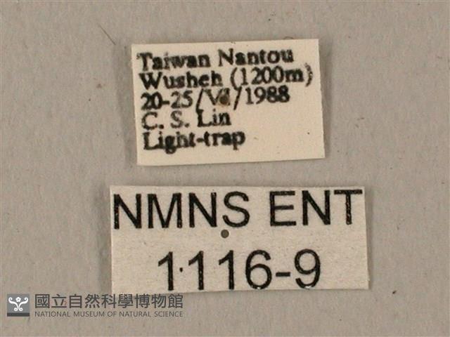 蝦殼天蛾藏品圖，第3張