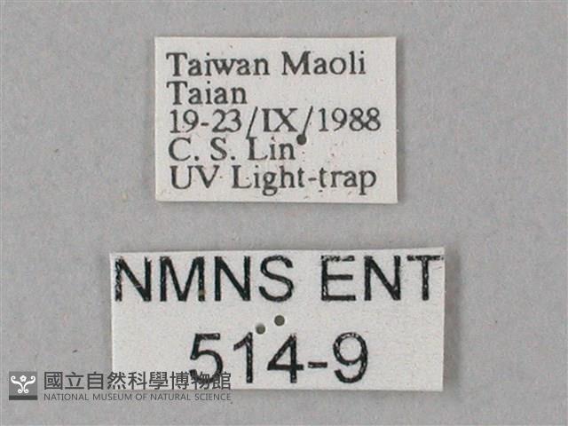 藏斜紋天蛾藏品圖，第3張