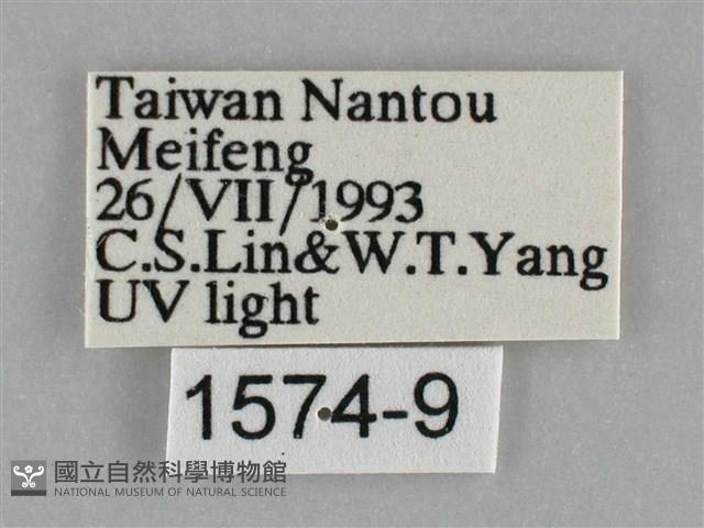 基褐刺蛾藏品圖，第3張