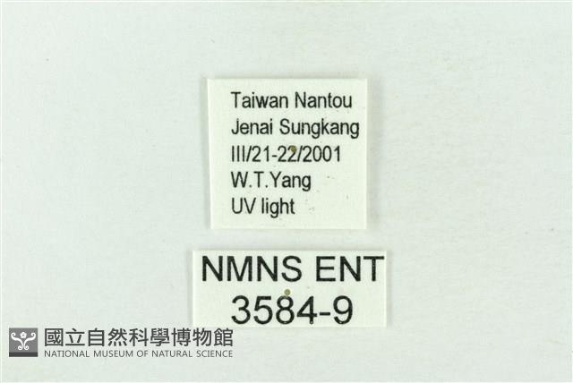 基黑新波紋蛾藏品圖，第3張