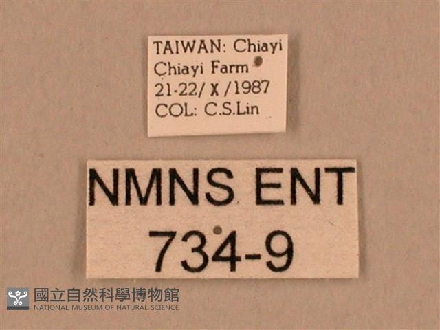 背線天蛾藏品圖，第3張