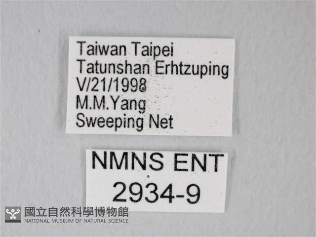 細邊琉灰蝶藏品圖，第3張