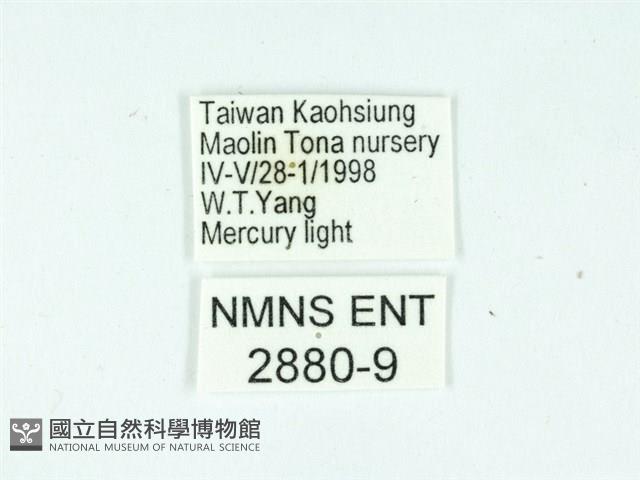 長腳大織蛾藏品圖，第3張