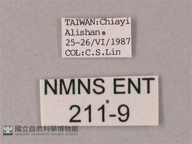 藏斜紋天蛾藏品圖，第3張