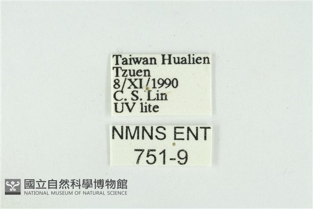 線平波紋蛾藏品圖，第3張