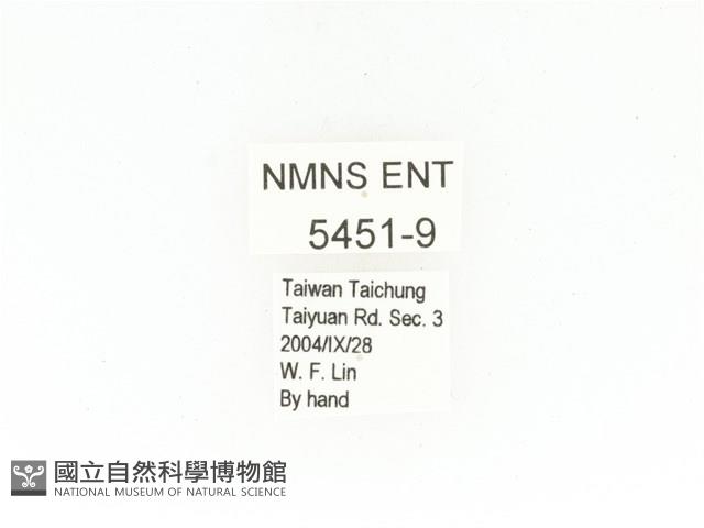 東方白點花金龜藏品圖，第2張