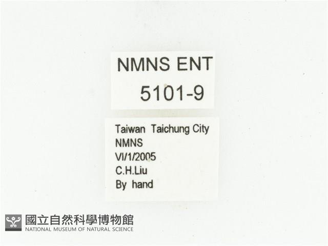 藍艷白點花金龜藏品圖，第2張