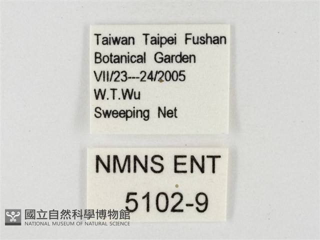 飛龍白粉蝶藏品圖，第3張