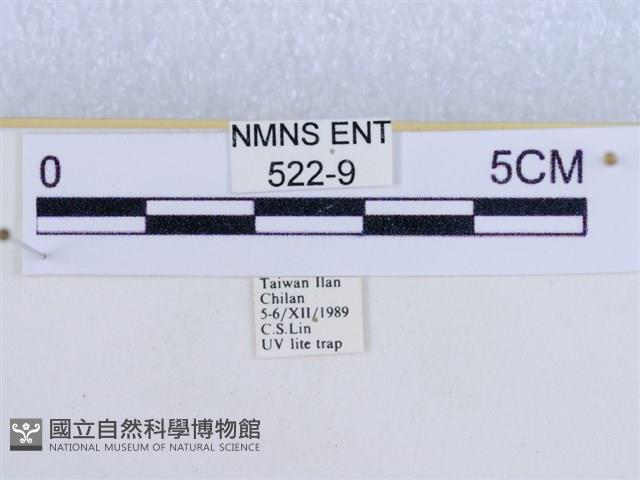 後凸蝶燈蛾藏品圖，第3張