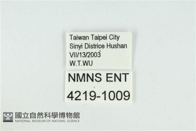 小鑽灰蝶藏品圖，第3張