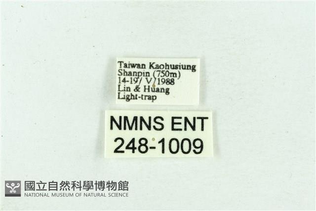 菊池污燈蛾藏品圖，第3張