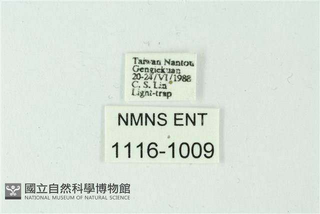 三色豔苔蛾藏品圖，第3張