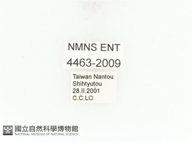 臺灣扇角金龜藏品圖，第2張