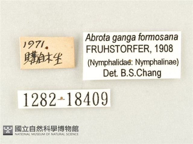 瑙蛺蝶藏品圖，第3張