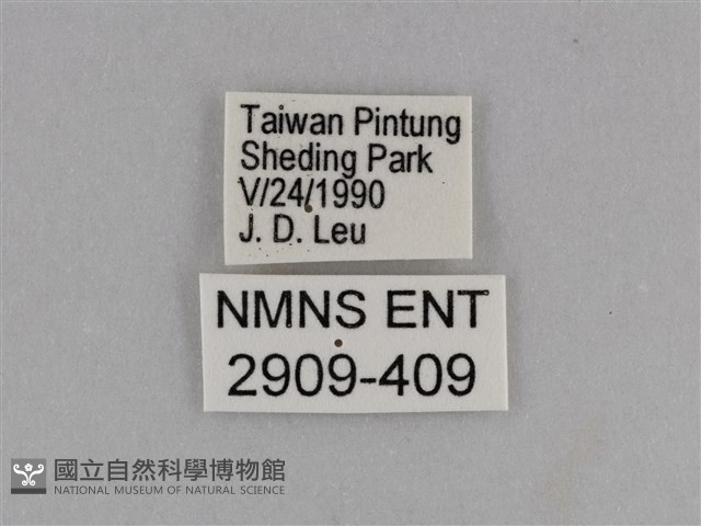 異紋紫斑蝶藏品圖，第3張