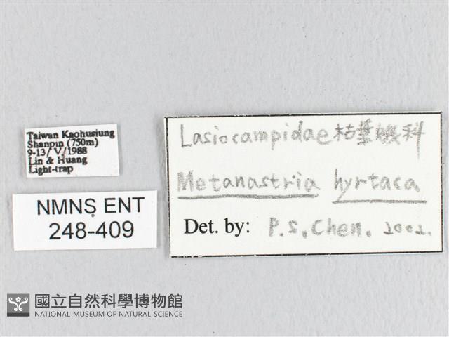 大斑Y毛蟲藏品圖，第3張