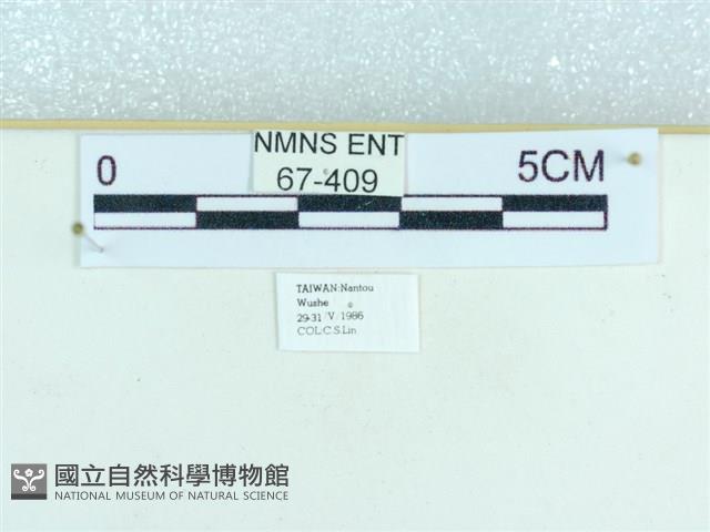 粉蝶燈蛾藏品圖，第3張