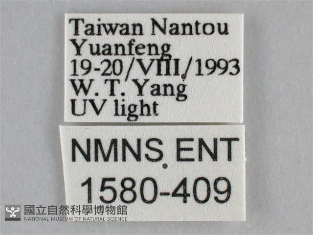 雙峰霜尺蛾藏品圖，第3張